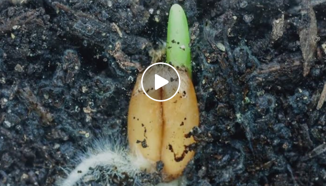 Video từ hạt nẩy mầm thành cây